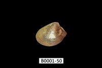 藏品(銀錦蛤)的圖片